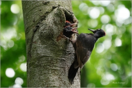 <p>DATEL ČERNÝ (Dryocopus martius) - Šluknovsko - Království ---- /Black woodpecker - Schwarzspecht/</p>